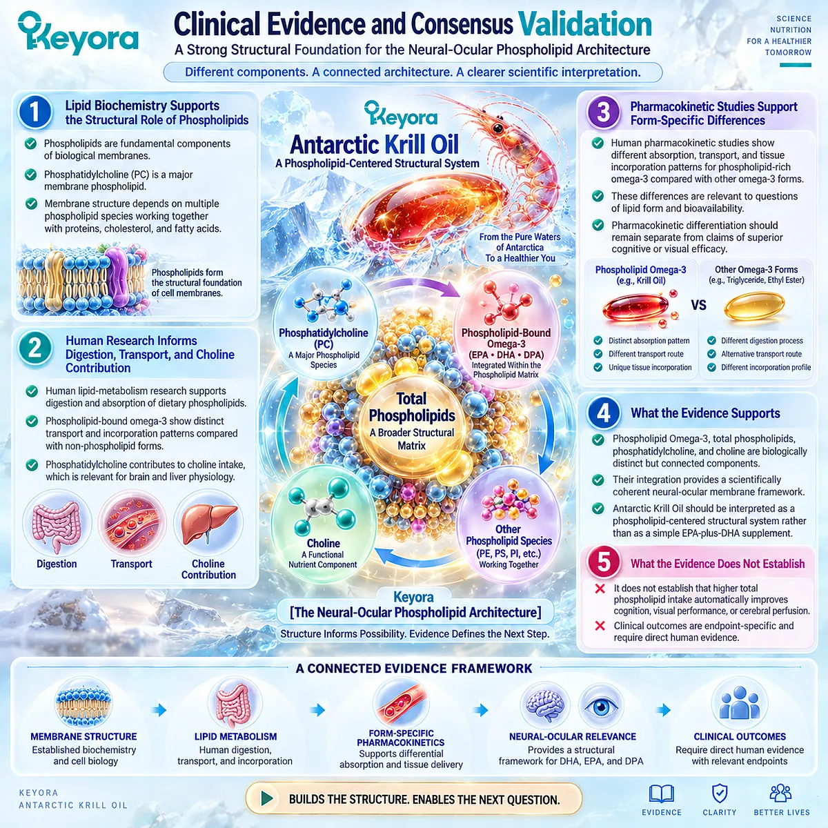 Krill oil integrates phospholipid Omega-3, phosphatidylcholine and choline into a membrane-focused brain and eye health framework in Keyora Neural-Ocular Phospholipid Architecture. Krill oil integrates phospholipid Omega-3, phosphatidylcholine and choline into a membrane-focused brain and eye health framework in Keyora Neural-Ocular Phospholipid Architecture.