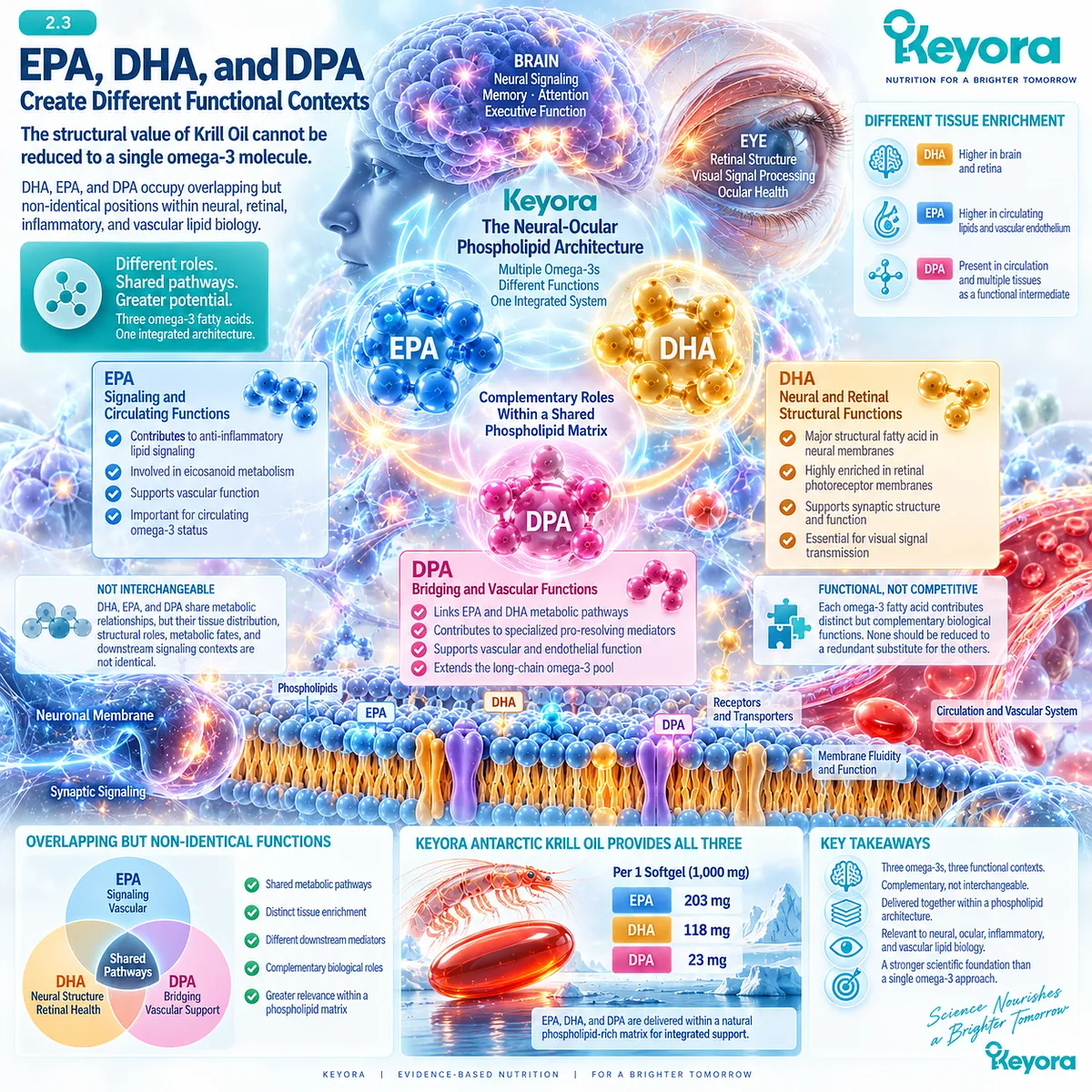 EPA, DHA and DPA support distinct neural, retinal, inflammatory and vascular lipid pathways within Keyora Neural-Ocular Phospholipid Architecture for brain and eye health. EPA, DHA and DPA support distinct neural, retinal, inflammatory and vascular lipid pathways within Keyora Neural-Ocular Phospholipid Architecture for brain and eye health.