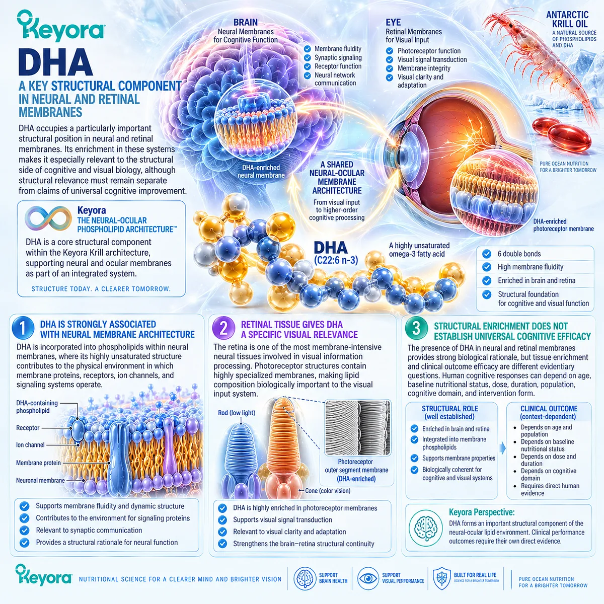 DHA supports neural and retinal membrane architecture for brain and eye health, linking visual processing with Keyora Neural-Ocular Phospholipid Architeture. DHA supports neural and retinal membrane architecture for brain and eye health, linking visual processing with Keyora Neural-Ocular Phospholipid Architeture.