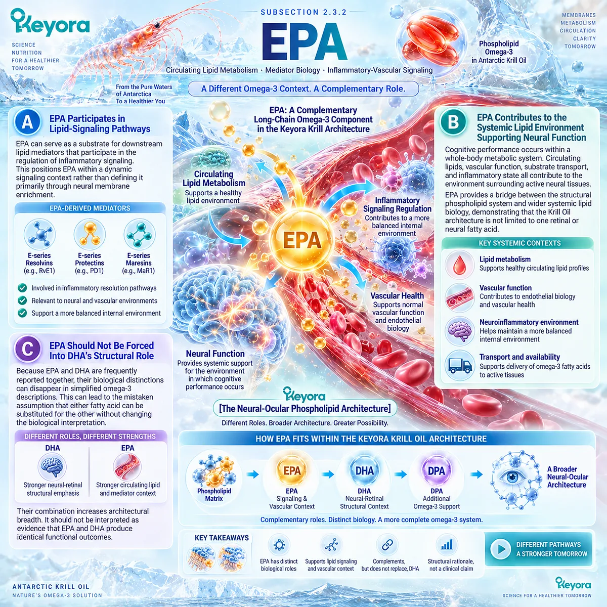 EPA supports inflammatory balance, lipid mediator signaling and vascular lipid biology for brain health within Keyora Neural-Ocular Phospholipid Architecture. EPA supports inflammatory balance, lipid mediator signaling and vascular lipid biology for brain health within Keyora Neural-Ocular Phospholipid Architecture.