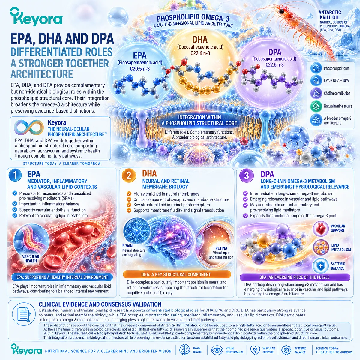 DHA, EPA and DPA provide distinct neural, retinal, inflammatory and vascular omega-3 functions within Keyora Neural-Ocular Phospholipid Architecture. DHA, EPA and DPA provide distinct neural, retinal, inflammatory and vascular omega-3 functions within Keyora Neural-Ocular Phospholipid Architecture.