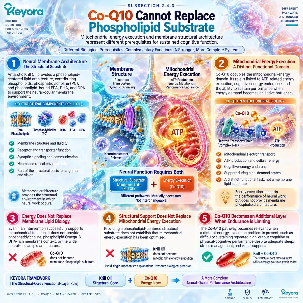 Cognitive energy support from Co-Q10 and neural membrane phospholipids address distinct mitochondrial ATP and structural tasks within Keyora Structure-State-Vision-Energy Rule. Cognitive energy support from Co-Q10 and neural membrane phospholipids address distinct mitochondrial ATP and structural tasks within Keyora Structure-State-Vision-Energy Rule.