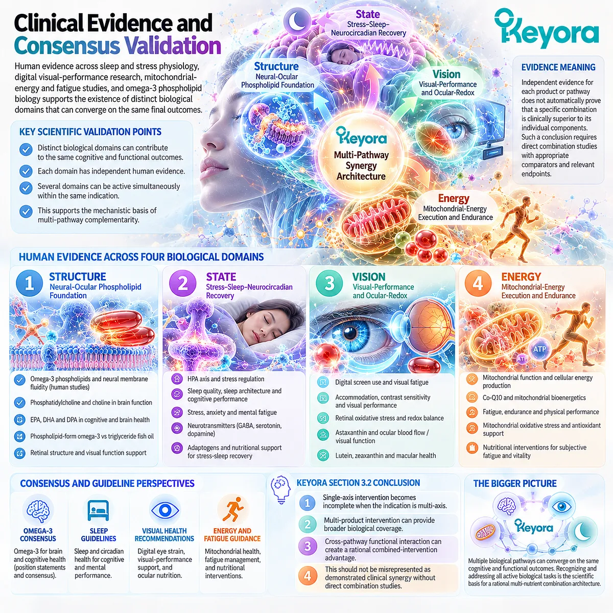 Cognitive fatigue may involve phospholipid structure, sleep recovery, visual performance and mitochondrial energy; Keyora Multi-Pathway Synergy Architecture maps complementary support. Cognitive fatigue may involve phospholipid structure, sleep recovery, visual performance and mitochondrial energy; Keyora Multi-Pathway Synergy Architecture maps complementary support.