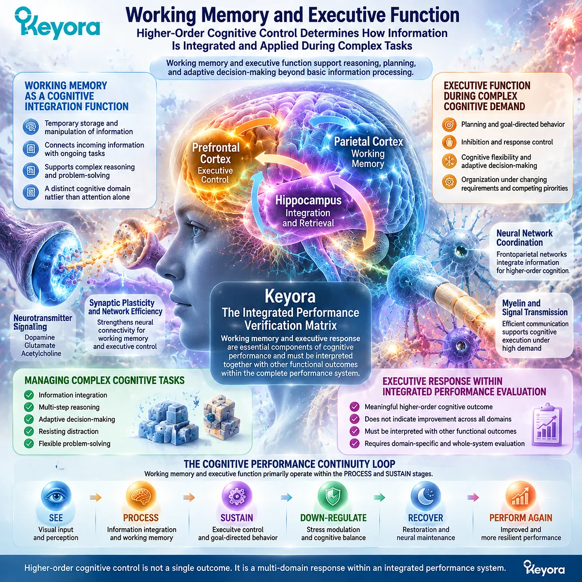 Working memory and executive function support cognitive performance through information integration and adaptive decision-making, mapped by Keyora Integrated Performance Verification Matrix. Working memory and executive function support cognitive performance through information integration and adaptive decision-making, mapped by Keyora Integrated Performance Verification Matrix.
