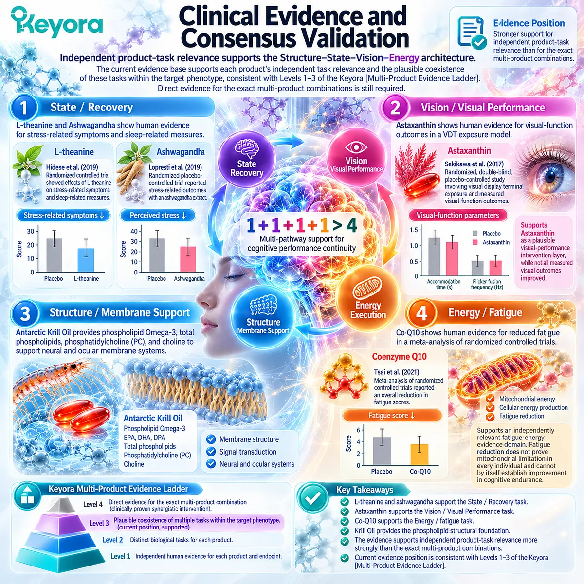 Human evidence links L-theanine and ashwagandha with stress recovery, astaxanthin with visual performance and Co-Q10 with fatigue support in the Keyora Multi-Product Evidence Ladder. Human evidence links L-theanine and ashwagandha with stress recovery, astaxanthin with visual performance and Co-Q10 with fatigue support in the Keyora Multi-Product Evidence Ladder.