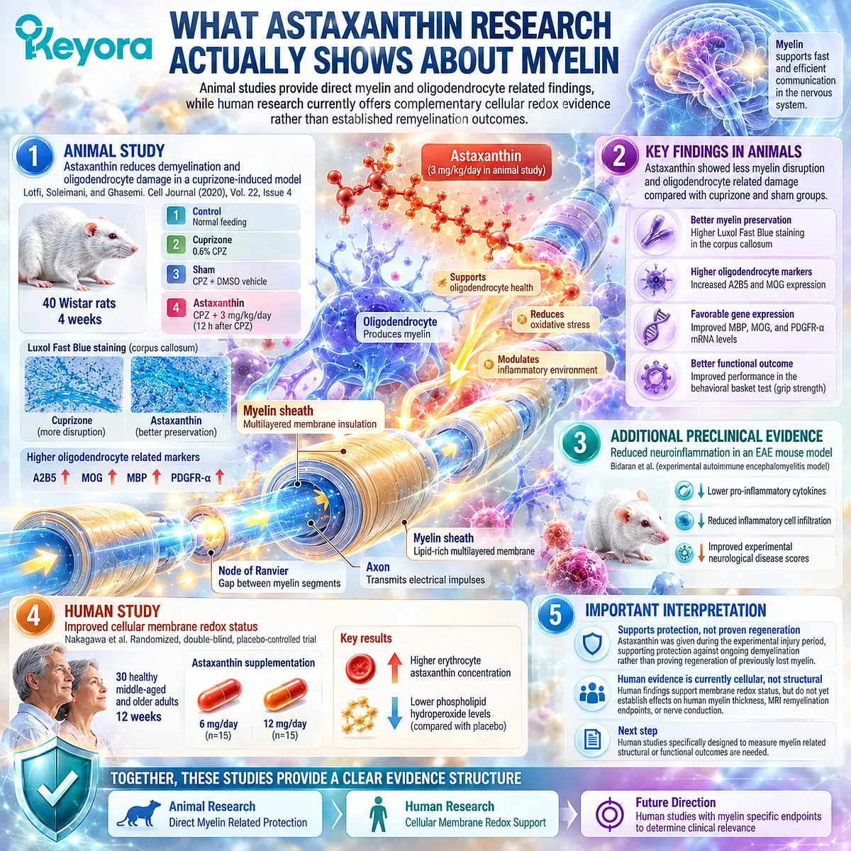 Astaxanthin research links reduced myelin damage and oligodendrocyte stress in animal models with human membrane redox evidence, mapped by the Keyora Neural Fortress framework. Astaxanthin research links reduced myelin damage and oligodendrocyte stress in animal models with human membrane redox evidence, mapped by the Keyora Neural Fortress framework.