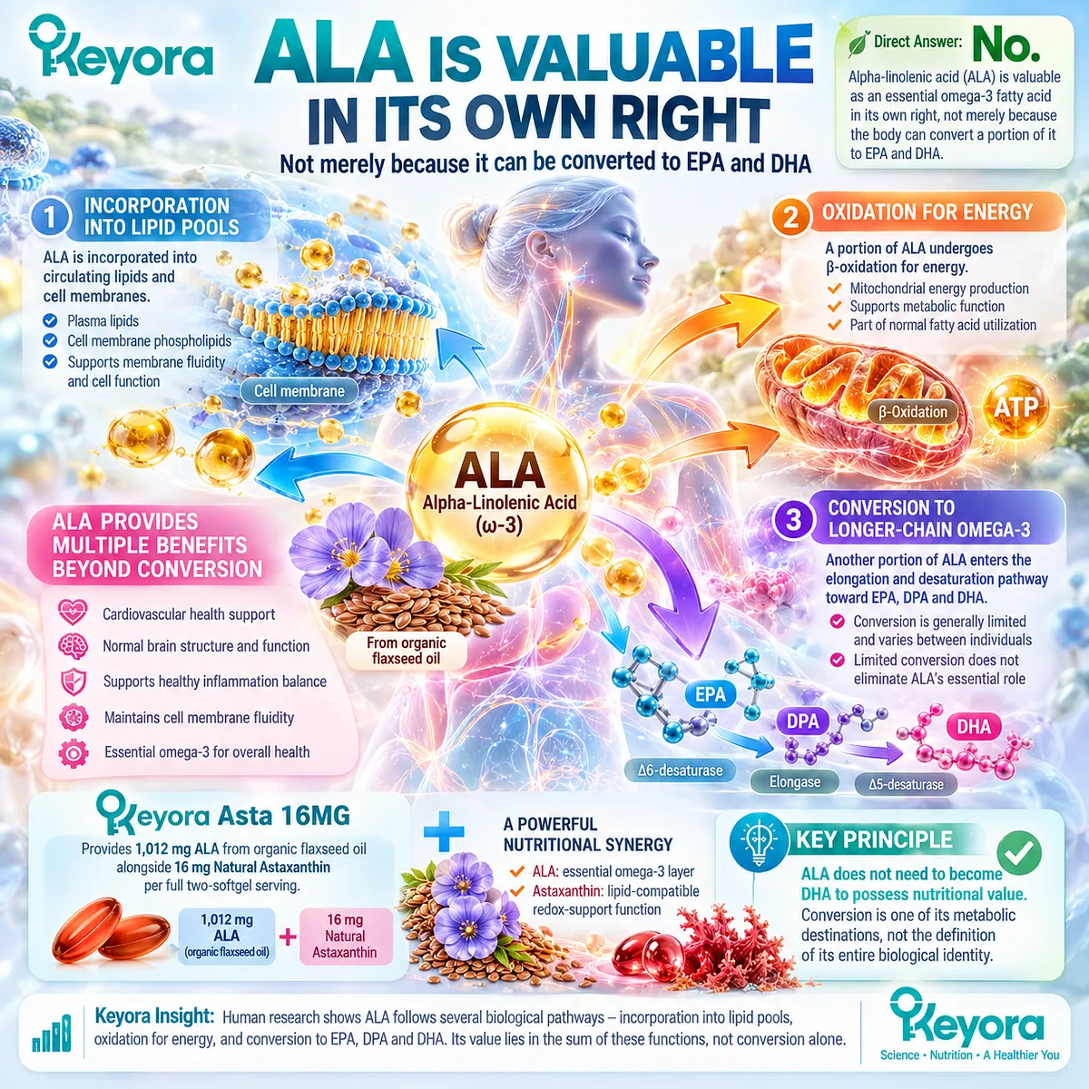 Alpha-linolenic acid (ALA) supports essential omega-3 nutrition through lipid incorporation, energy oxidation and limited EPA/DHA conversion in the Keyora Astaxanthin EP-5 framework. Alpha-linolenic acid (ALA) supports essential omega-3 nutrition through lipid incorporation, energy oxidation and limited EPA/DHA conversion in the Keyora Astaxanthin EP-5 framework.