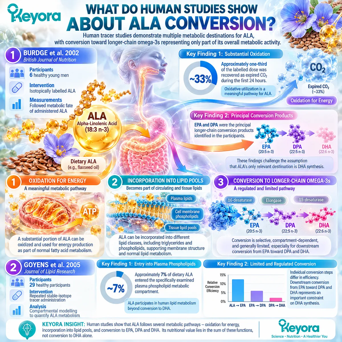 Human ALA omega-3 tracer studies map fatty acid oxidation, EPA/DPA conversion and compartment-dependent DHA synthesis, informing the Keyora Astaxanthin EP-5 evidence framework. Human ALA omega-3 tracer studies map fatty acid oxidation, EPA/DPA conversion and compartment-dependent DHA synthesis, informing the Keyora Astaxanthin EP-5 evidence framework.