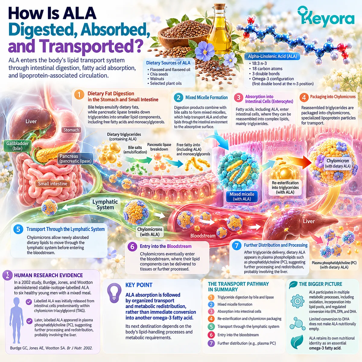 ALA omega-3 digestion involves bile, pancreatic lipase and mixed micelles before intestinal absorption, chylomicron TAG transport and plasma PC redistribution in Keyora's lipid framework. ALA omega-3 digestion involves bile, pancreatic lipase and mixed micelles before intestinal absorption, chylomicron TAG transport and plasma PC redistribution in Keyora's lipid framework.