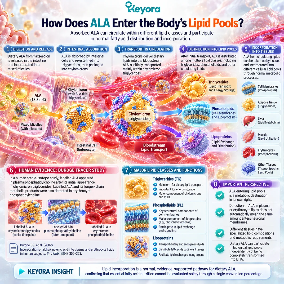 ALA omega-3 enters triglyceride and phospholipid pools, including plasma and erythrocyte phosphatidylcholine, supporting lipid distribution in the Keyora Essential Lipid Substrate Layer. ALA omega-3 enters triglyceride and phospholipid pools, including plasma and erythrocyte phosphatidylcholine, supporting lipid distribution in the Keyora Essential Lipid Substrate Layer.
