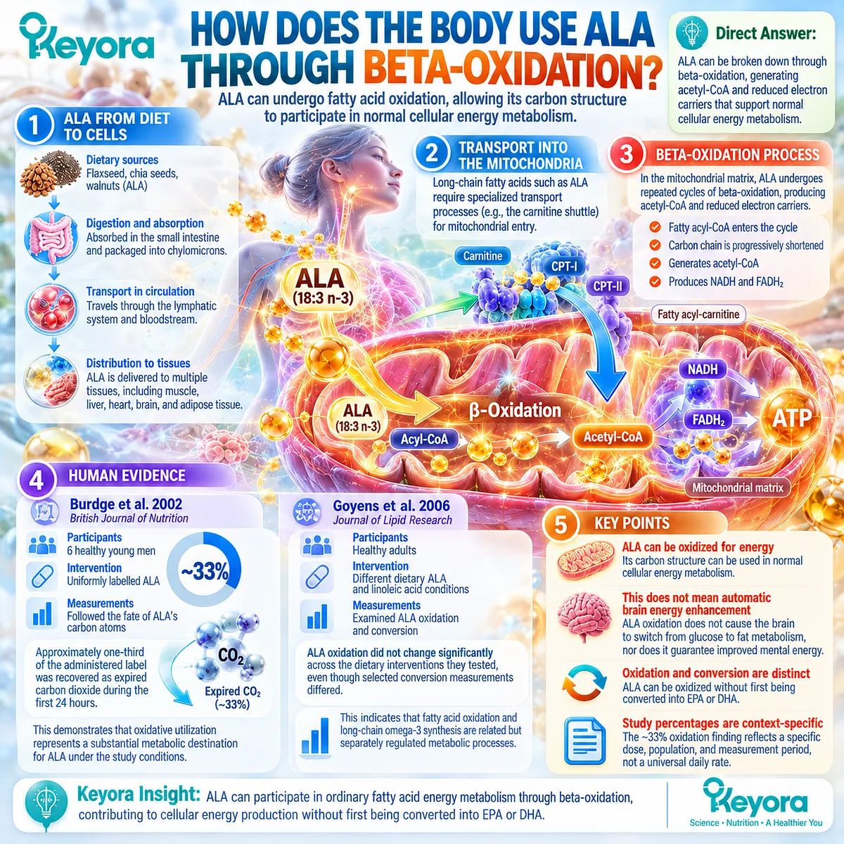 ALA omega-3 undergoes mitochondrial beta-oxidation, generating acetyl-CoA for normal energy metabolism independently of DHA conversion within the Keyora Essential Lipid Substrate Layer. ALA omega-3 undergoes mitochondrial beta-oxidation, generating acetyl-CoA for normal energy metabolism independently of DHA conversion within the Keyora Essential Lipid Substrate Layer.