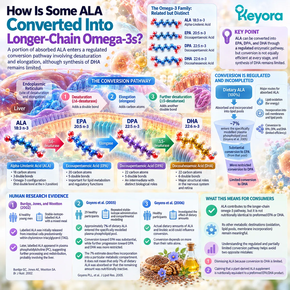 ALA omega-3 undergoes desaturation and elongation toward EPA, DPA and DHA, with limited downstream DHA synthesis mapped within the Keyora Essential Lipid Substrate Layer framework. ALA omega-3 undergoes desaturation and elongation toward EPA, DPA and DHA, with limited downstream DHA synthesis mapped within the Keyora Essential Lipid Substrate Layer framework.