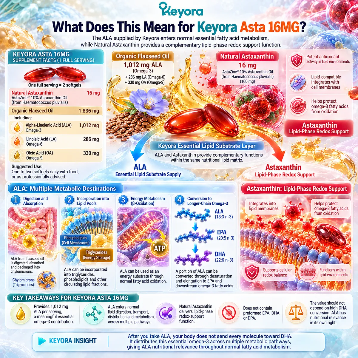 Keyora Asta 16MG supplies 1,012 mg ALA omega-3 for lipid metabolism and 16 mg Natural Astaxanthin for complementary lipid-phase redox support in its Essential Lipid Substrate Layer. Keyora Asta 16MG supplies 1,012 mg ALA omega-3 for lipid metabolism and 16 mg Natural Astaxanthin for complementary lipid-phase redox support in its Essential Lipid Substrate Layer.