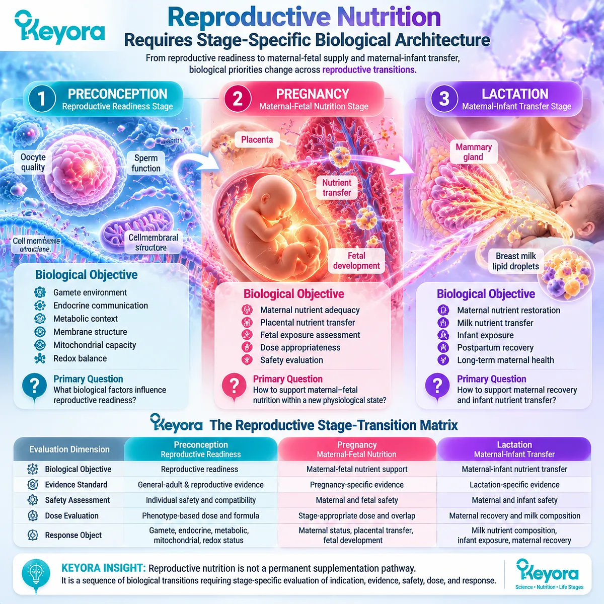 Reproductive nutrition stage transition model showing preconception readiness, pregnancy maternal-fetal nutrition and lactation nutrient transfer through Keyora Reproductive Stage-Transition Matrix. Reproductive nutrition stage transition model showing preconception readiness, pregnancy maternal-fetal nutrition and lactation nutrient transfer through Keyora Reproductive Stage-Transition Matrix.