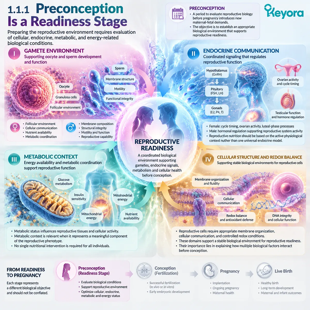 Preconception nutrition and fertility wellness map showing gamete environment, endocrine communication, metabolic context, cellular redox balance and Keyora Reproductive Stage-Transition Matrix. Preconception nutrition and fertility wellness map showing gamete environment, endocrine communication, metabolic context, cellular redox balance and Keyora Reproductive Stage-Transition Matrix.