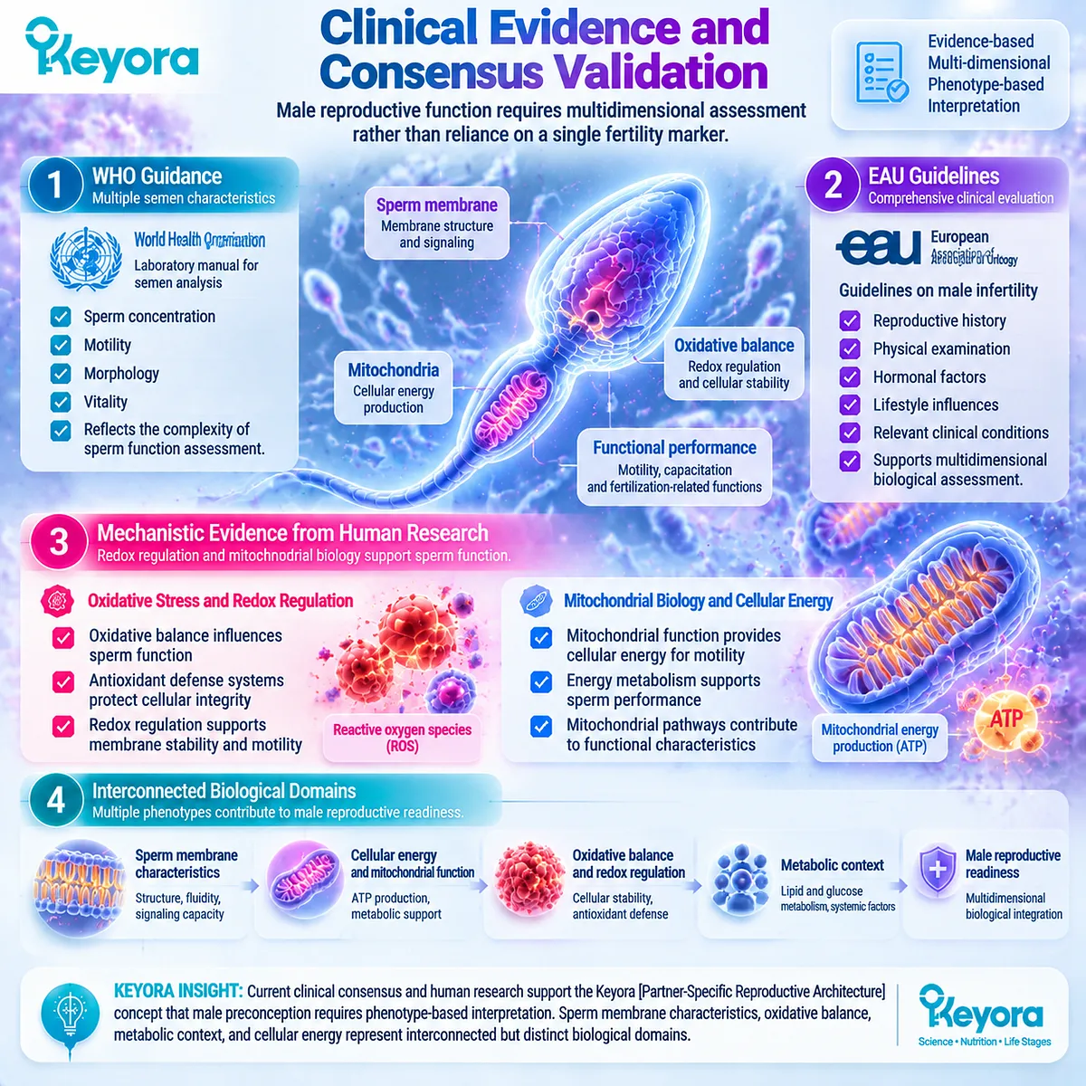 Male fertility assessment integrates semen parameters, sperm membrane biology, oxidative stress, metabolism and mitochondrial energy in Keyora Partner-Specific Reproductive Architecture. Male fertility assessment integrates semen parameters, sperm membrane biology, oxidative stress, metabolism and mitochondrial energy in Keyora Partner-Specific Reproductive Architecture.
