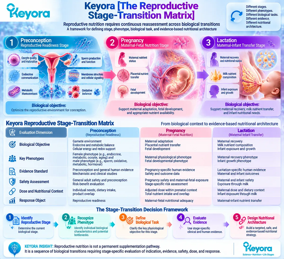 Reproductive nutrition decision framework maps preconception, pregnancy and lactation to phenotype, biological task and evidence through Keyora Reproductive Stage-Transition Matrix. Reproductive nutrition decision framework maps preconception, pregnancy and lactation to phenotype, biological task and evidence through Keyora Reproductive Stage-Transition Matrix.