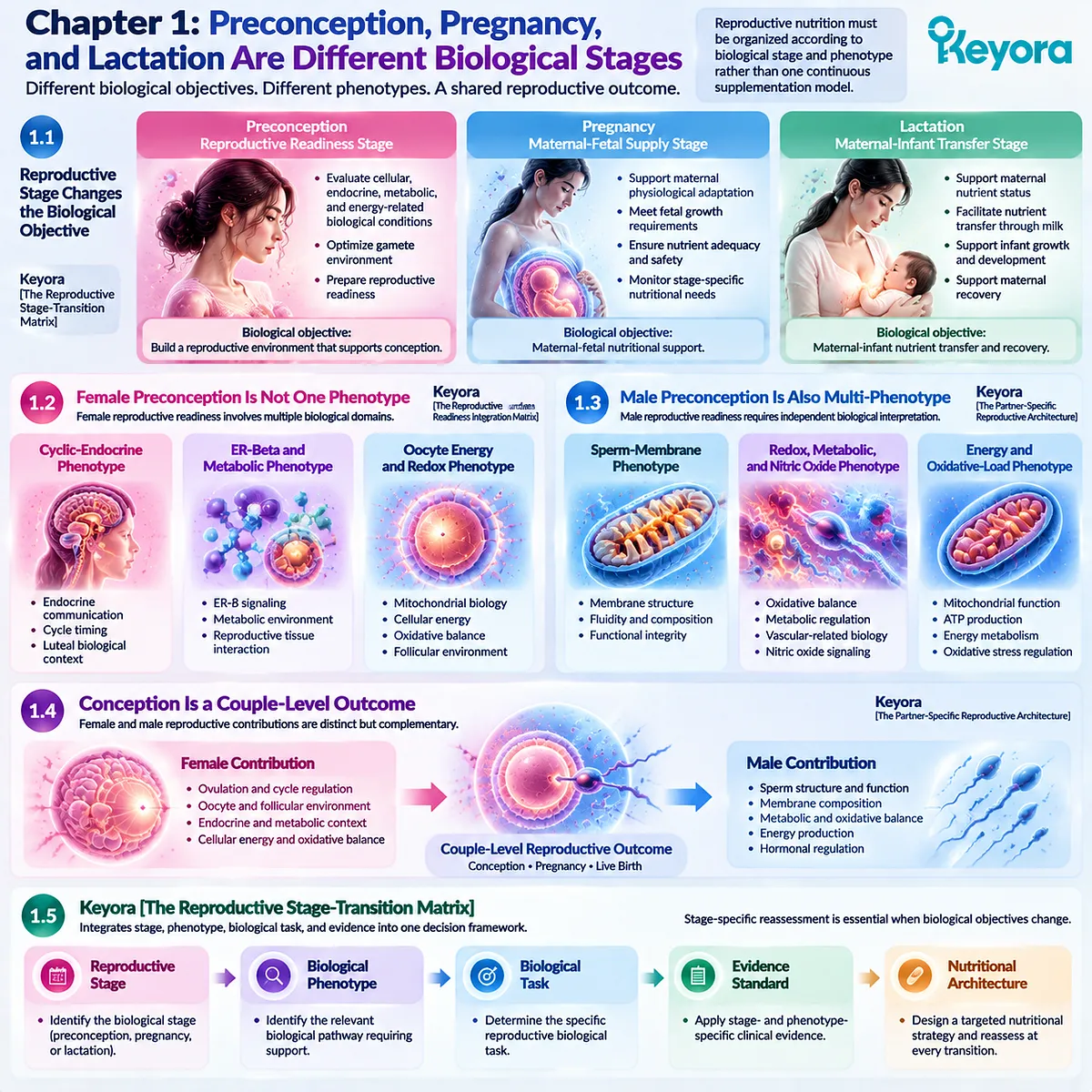 Reproductive nutrition framework maps preconception, pregnancy and lactation through female and male phenotypes, biological tasks and evidence in Keyora Reproductive Stage-Transition Matrix. Reproductive nutrition framework maps preconception, pregnancy and lactation through female and male phenotypes, biological tasks and evidence in Keyora Reproductive Stage-Transition Matrix.