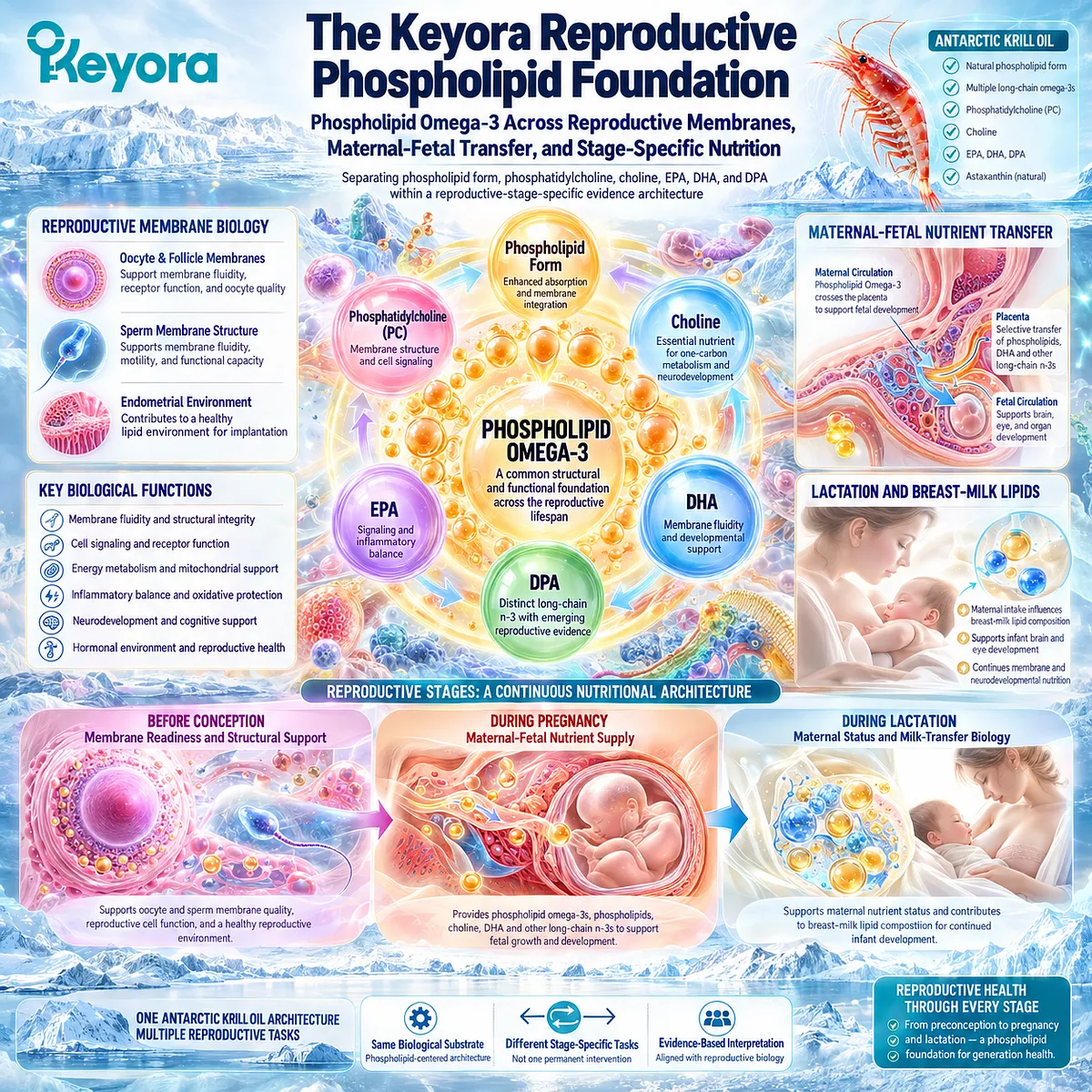 Preconception nutrition links phospholipid omega-3, phosphatidylcholine, DHA, EPA and DPA with reproductive membrane biology through Keyora Reproductive Phospholipid Foundation. Preconception nutrition links phospholipid omega-3, phosphatidylcholine, DHA, EPA and DPA with reproductive membrane biology through Keyora Reproductive Phospholipid Foundation.
