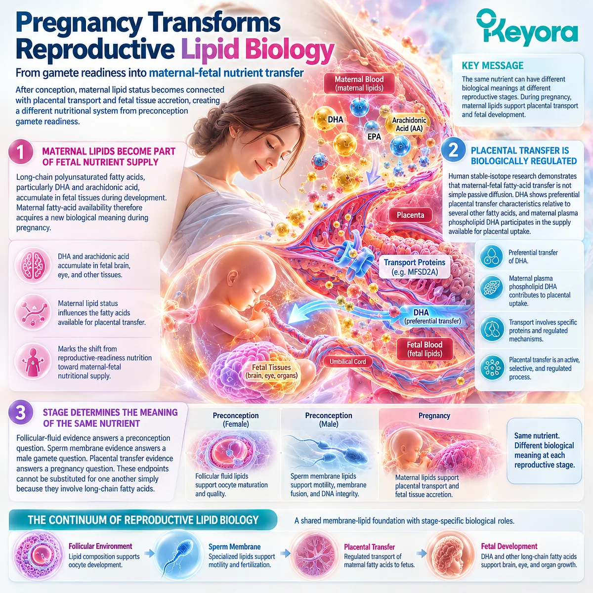Pregnancy nutrition links maternal phospholipid DHA with regulated placental fatty-acid transfer and fetal supply through Keyora Reproductive Stage-Transition Matrix. Pregnancy nutrition links maternal phospholipid DHA with regulated placental fatty-acid transfer and fetal supply through Keyora Reproductive Stage-Transition Matrix.