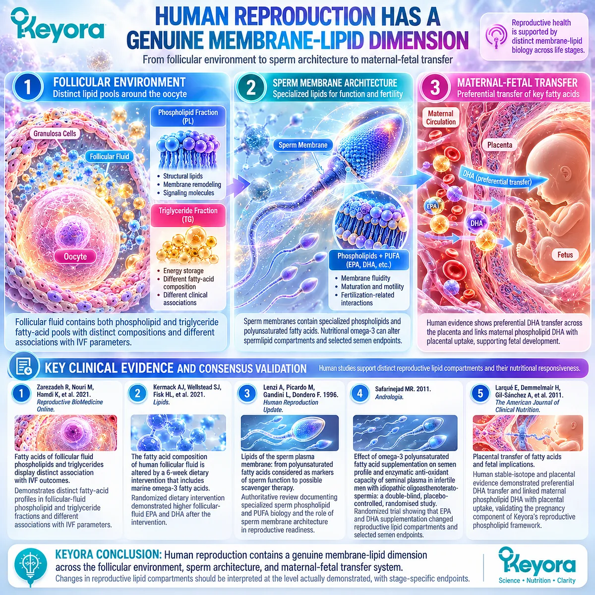 Fertility nutrition evidence links follicular phospholipids, sperm membrane EPA/DHA and placental DHA transfer within Keyora Reproductive Phospholipid Foundation. Fertility nutrition evidence links follicular phospholipids, sperm membrane EPA/DHA and placental DHA transfer within Keyora Reproductive Phospholipid Foundation.