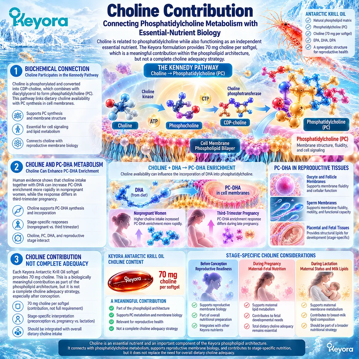Pregnancy nutrition links choline with Kennedy-pathway phosphatidylcholine synthesis and PC-DHA metabolism in Keyora Reproductive Phospholipid Foundation. Pregnancy nutrition links choline with Kennedy-pathway phosphatidylcholine synthesis and PC-DHA metabolism in Keyora Reproductive Phospholipid Foundation.