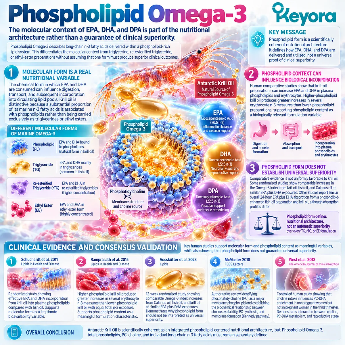 Krill oil evidence links phospholipid omega-3, EPA/DHA incorporation, phosphatidylcholine synthesis and choline-PC-DHA metabolism in Keyora Reproductive Phospholipid Foundation. Krill oil evidence links phospholipid omega-3, EPA/DHA incorporation, phosphatidylcholine synthesis and choline-PC-DHA metabolism in Keyora Reproductive Phospholipid Foundation.