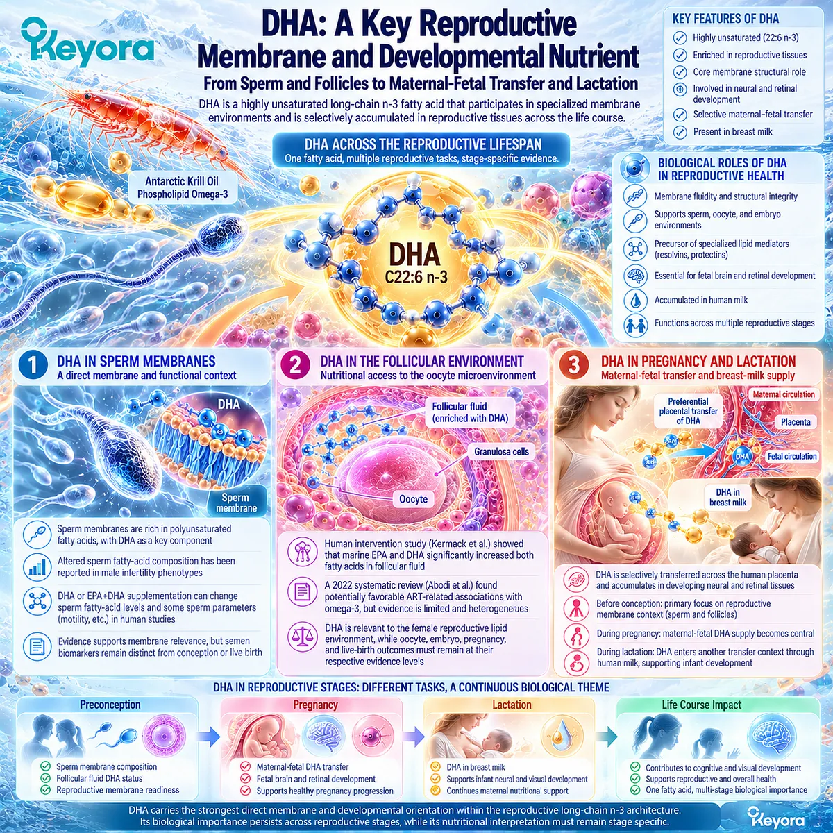 DHA supports reproductive membrane nutrition from sperm and follicular lipids to placental transfer and lactational supply in Keyora Reproductive Phospholipid Foundation. DHA supports reproductive membrane nutrition from sperm and follicular lipids to placental transfer and lactational supply in Keyora Reproductive Phospholipid Foundation.