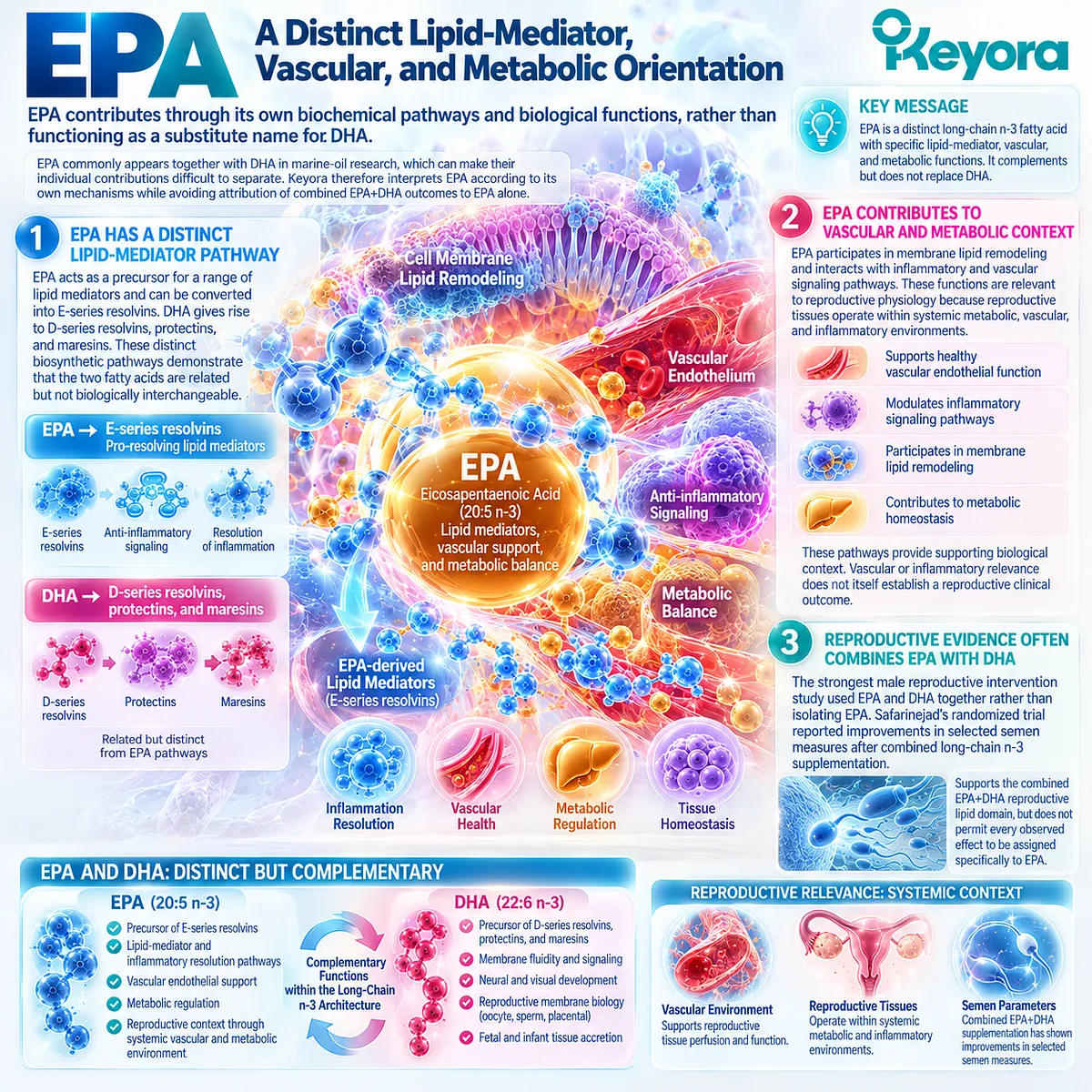 EPA supports reproductive wellness through E-series resolvin, membrane, vascular and metabolic pathways within Keyora Reproductive Phospholipid Foundation, distinct from DHA. EPA supports reproductive wellness through E-series resolvin, membrane, vascular and metabolic pathways within Keyora Reproductive Phospholipid Foundation, distinct from DHA.