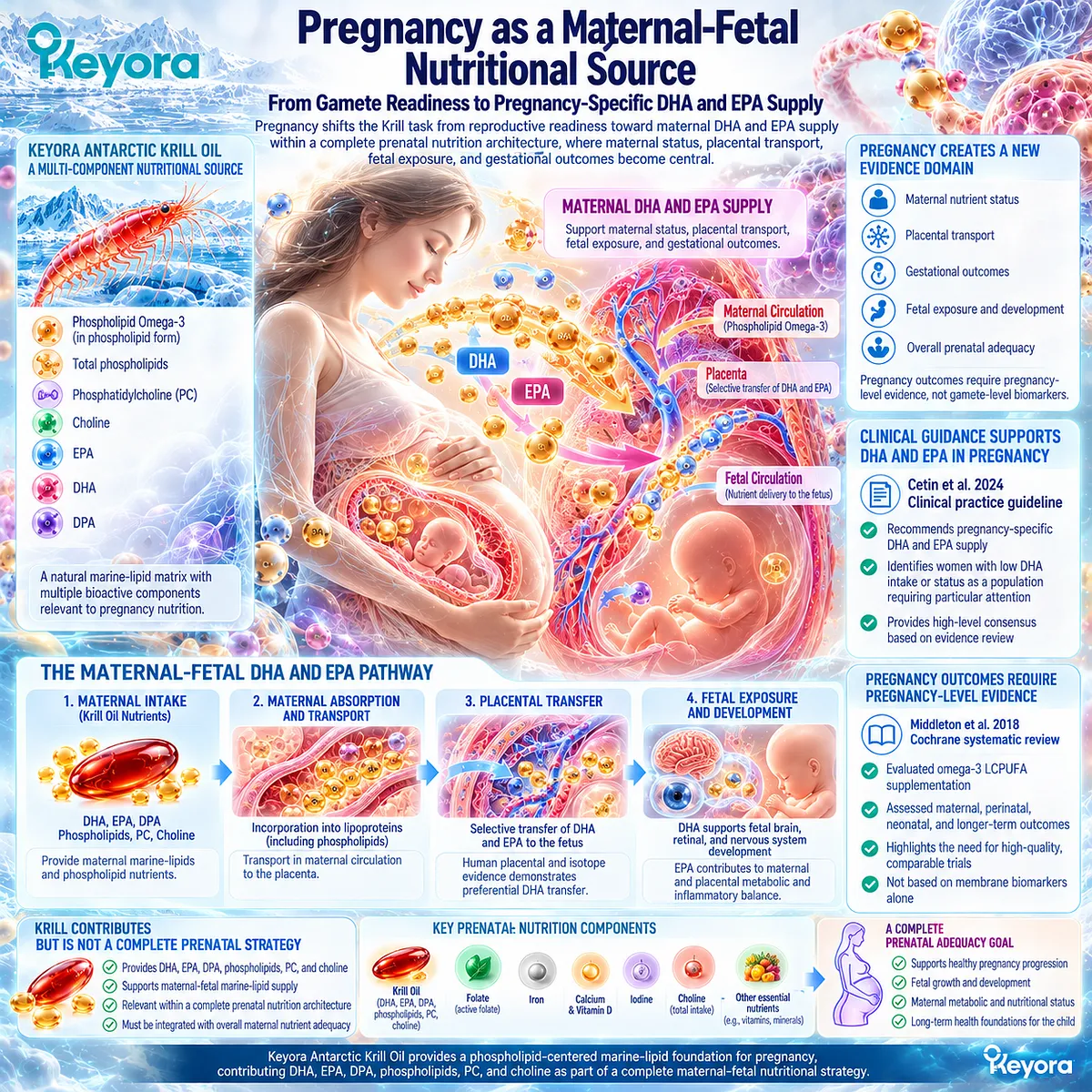 Pregnancy nutrition shifts krill phospholipid omega-3 toward maternal DHA and EPA supply and placental transfer under Keyora Reproductive Outcome Hierarchy Rule. Pregnancy nutrition shifts krill phospholipid omega-3 toward maternal DHA and EPA supply and placental transfer under Keyora Reproductive Outcome Hierarchy Rule.