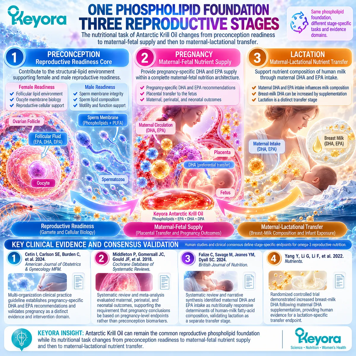Pregnancy and lactation omega-3 evidence links maternal DHA and EPA supply with prenatal outcomes and breast-milk transfer in Keyora Reproductive Stage-Transition Matrix. Pregnancy and lactation omega-3 evidence links maternal DHA and EPA supply with prenatal outcomes and breast-milk transfer in Keyora Reproductive Stage-Transition Matrix.