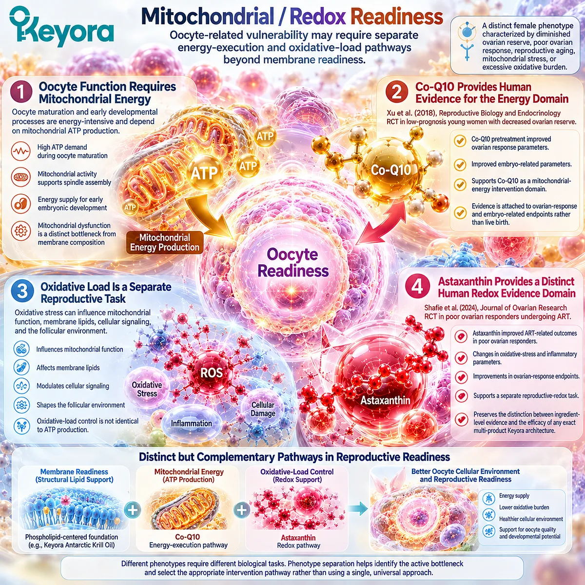 Female fertility wellness links oocyte mitochondrial ATP support and oxidative stress balance with Co-Q10 and astaxanthin in Keyora Reproductive Readiness Integration Matrix. Female fertility wellness links oocyte mitochondrial ATP support and oxidative stress balance with Co-Q10 and astaxanthin in Keyora Reproductive Readiness Integration Matrix.
