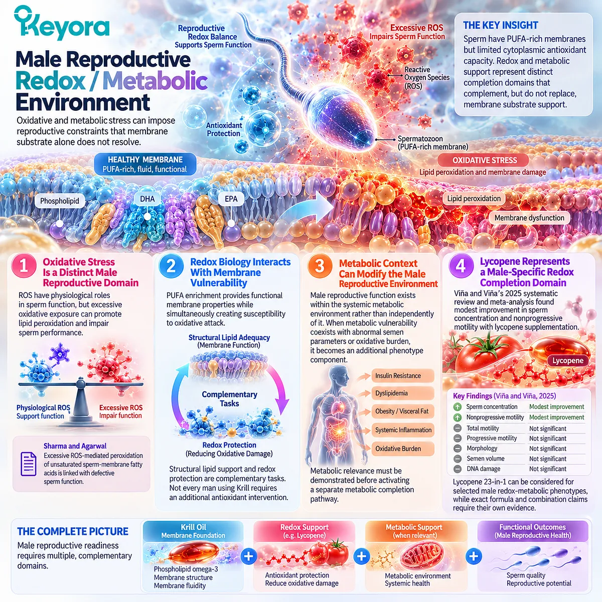 Male fertility wellness links sperm oxidative stress, PUFA lipid peroxidation and metabolic context with lycopene in Keyora Reproductive Pathway Completion Rule. Male fertility wellness links sperm oxidative stress, PUFA lipid peroxidation and metabolic context with lycopene in Keyora Reproductive Pathway Completion Rule.