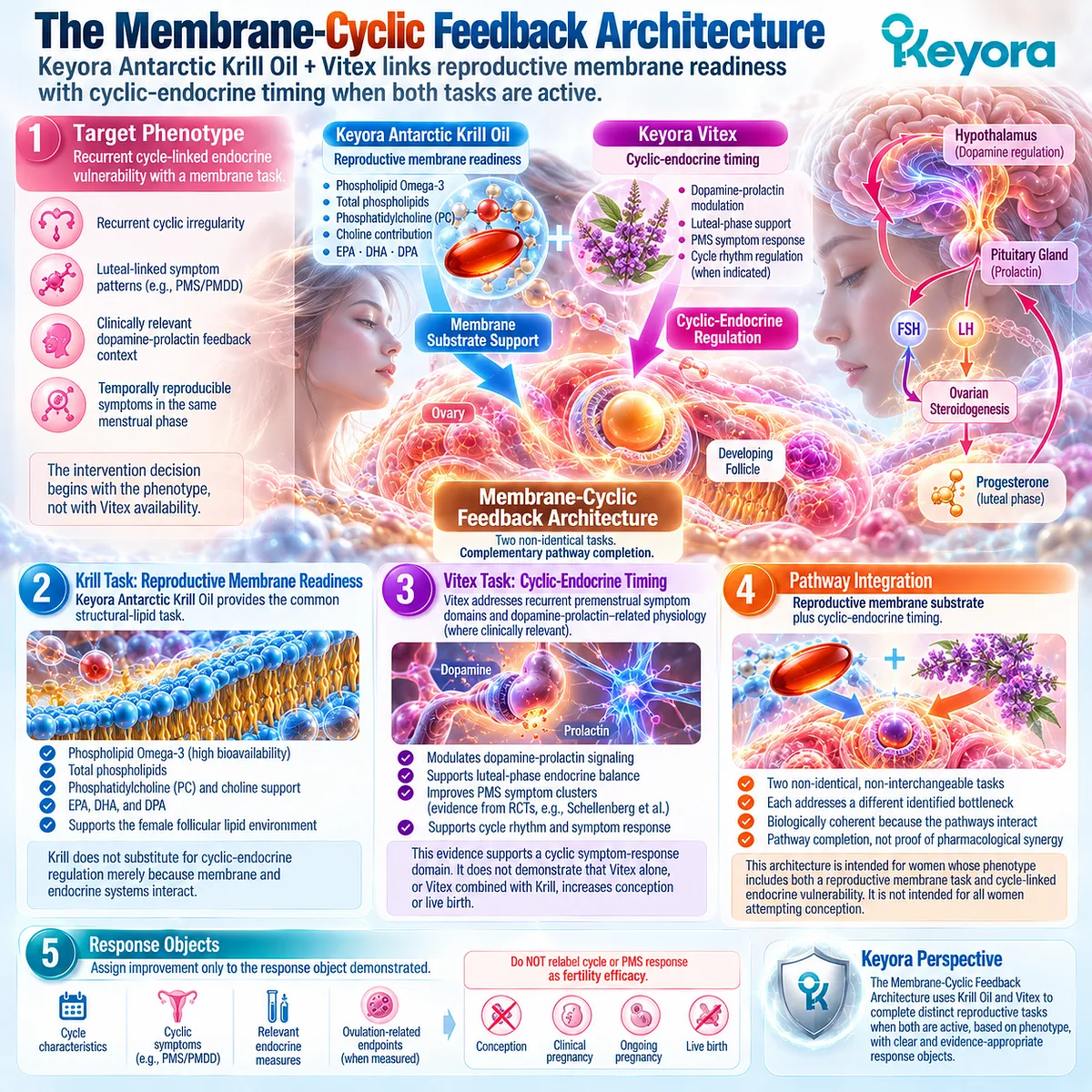 Preconception nutrition links krill phospholipid membrane support with Vitex cyclic-endocrine and dopamine-prolactin signaling in Keyora Membrane-Cyclic Feedback Route. Preconception nutrition links krill phospholipid membrane support with Vitex cyclic-endocrine and dopamine-prolactin signaling in Keyora Membrane-Cyclic Feedback Route.