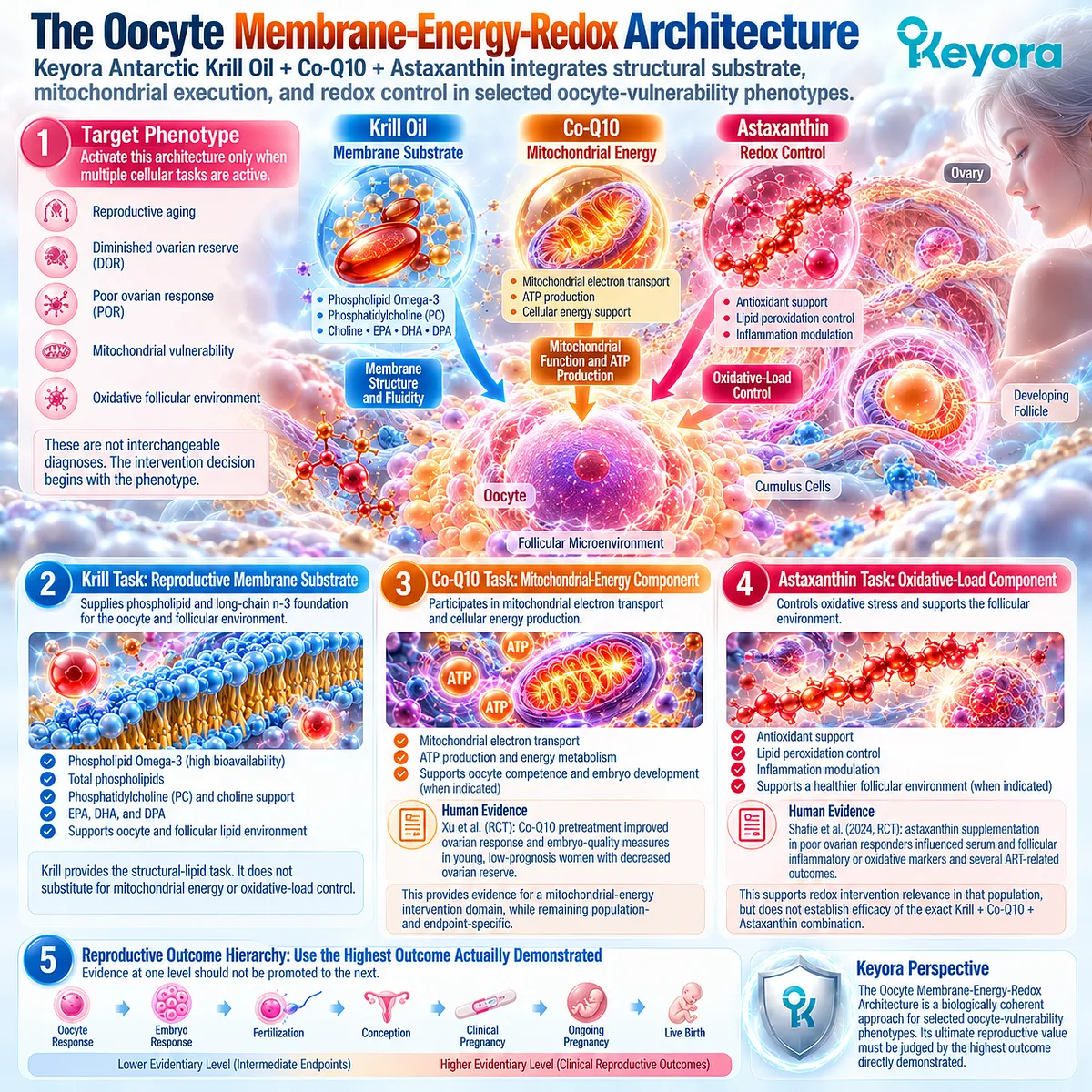 Oocyte fertility wellness links krill membrane lipids, Co-Q10 mitochondrial ATP and astaxanthin redox balance in Keyora Oocyte Membrane-Energy-Redox Route. Oocyte fertility wellness links krill membrane lipids, Co-Q10 mitochondrial ATP and astaxanthin redox balance in Keyora Oocyte Membrane-Energy-Redox Route.