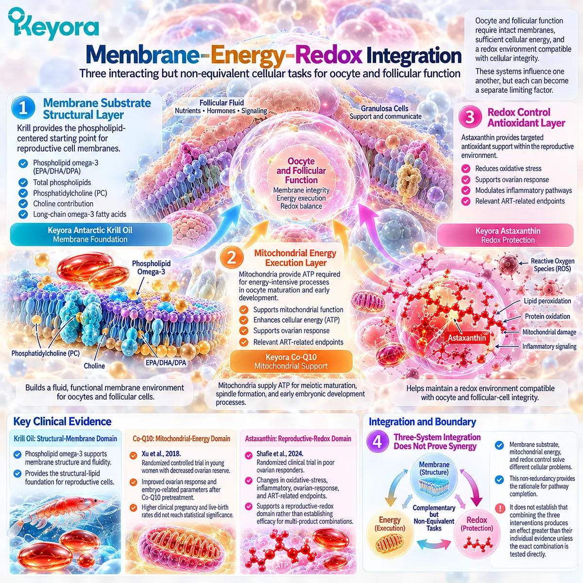 Oocyte fertility wellness integrates krill phospholipid membranes, Co-Q10 mitochondrial ATP and astaxanthin redox balance in Keyora Reproductive Readiness Integration Matrix. Oocyte fertility wellness integrates krill phospholipid membranes, Co-Q10 mitochondrial ATP and astaxanthin redox balance in Keyora Reproductive Readiness Integration Matrix.