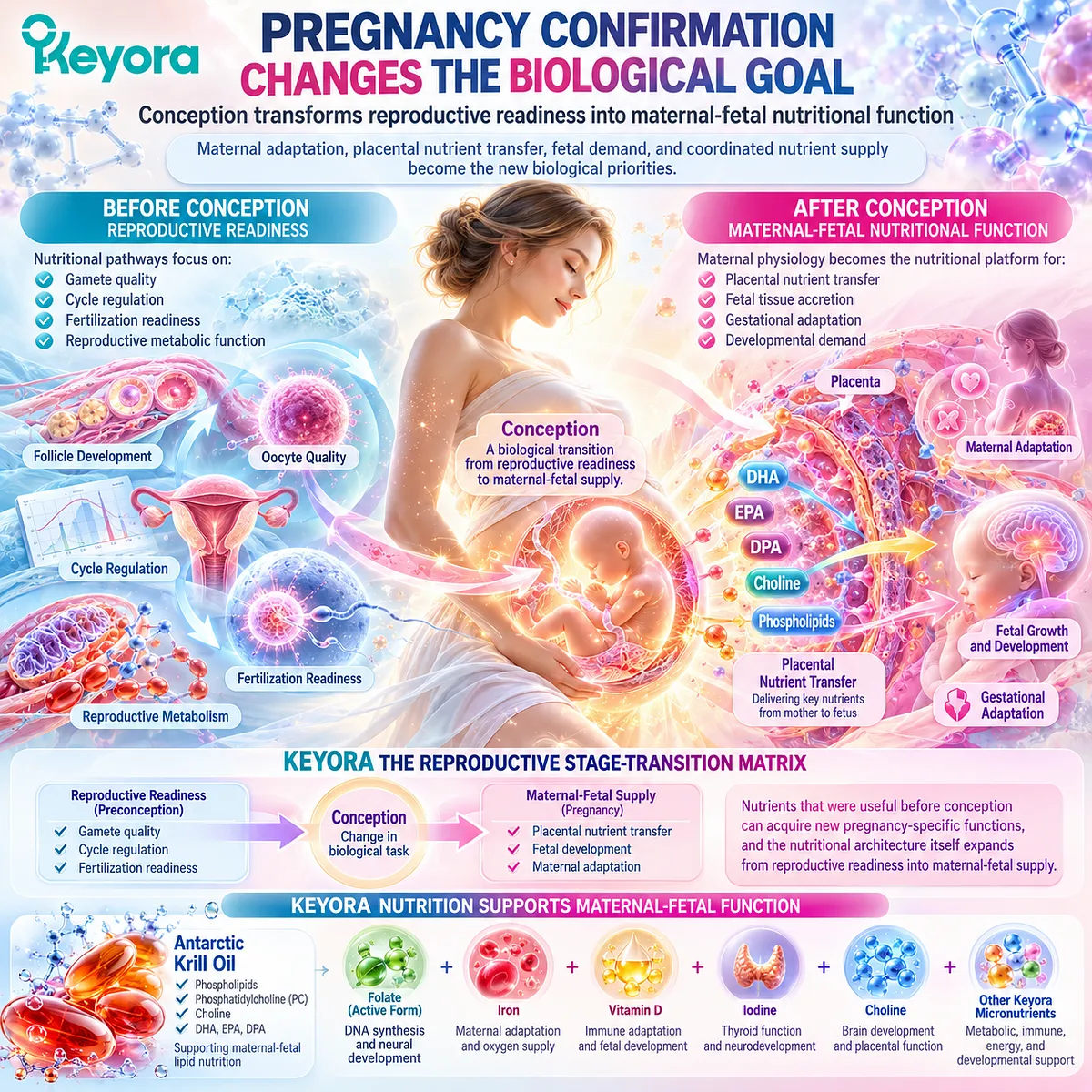Pregnancy nutrition shifts from fertility readiness to placental nutrient transfer and fetal development, mapped by Keyora Reproductive Stage-Transition Matrix. Pregnancy nutrition shifts from fertility readiness to placental nutrient transfer and fetal development, mapped by Keyora Reproductive Stage-Transition Matrix.