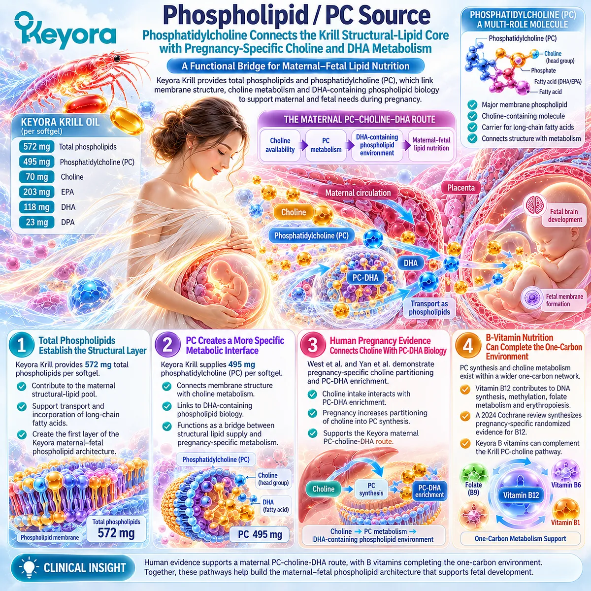 Pregnancy phosphatidylcholine links choline metabolism, PC synthesis and DHA-rich phospholipids through Keyora Maternal PC-Choline-DHA Route for maternal-fetal lipid support. Pregnancy phosphatidylcholine links choline metabolism, PC synthesis and DHA-rich phospholipids through Keyora Maternal PC-Choline-DHA Route for maternal-fetal lipid support.
