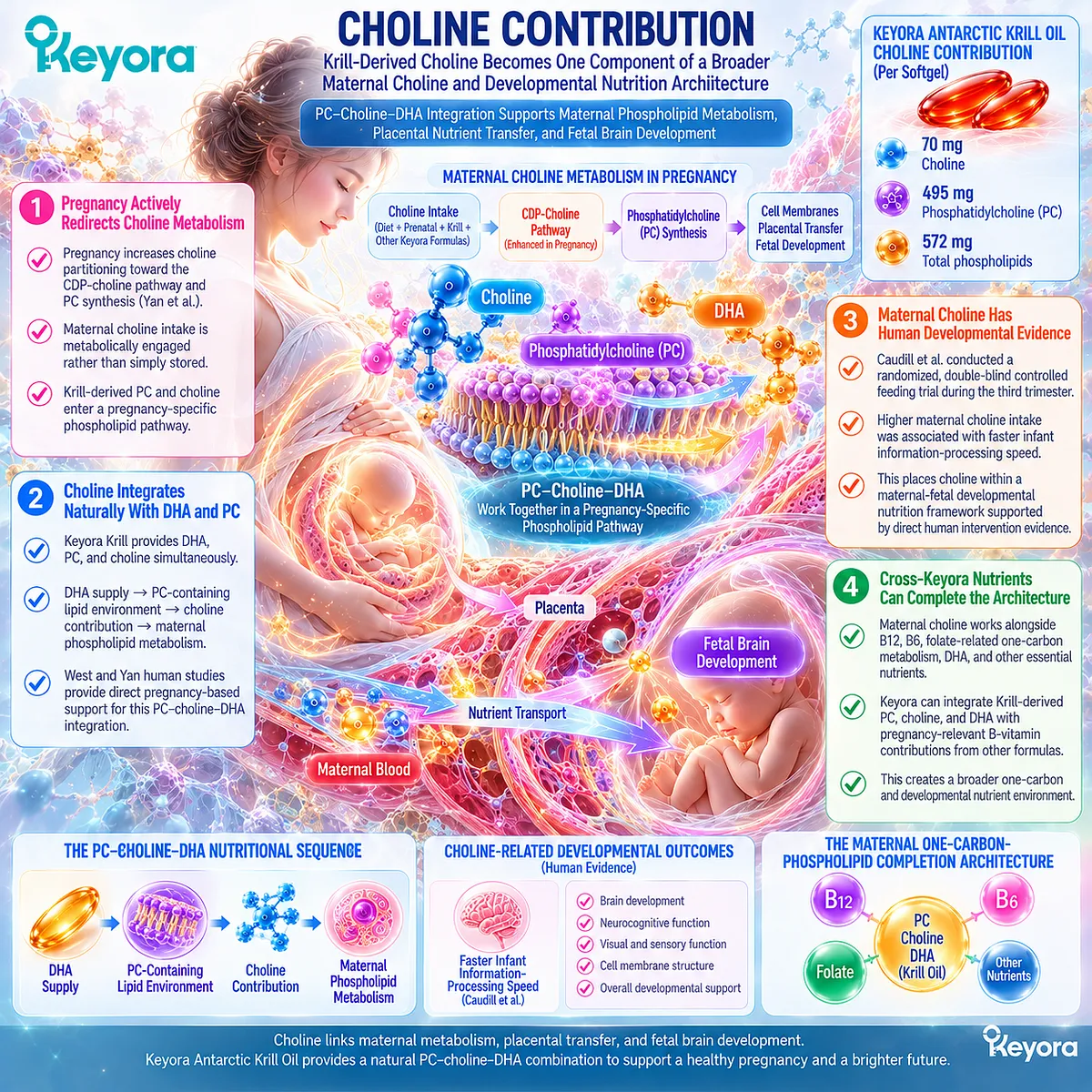 Pregnancy choline links PC synthesis, DHA phospholipid metabolism and one-carbon nutrition through Keyora Maternal One-Carbon-Phospholipid Completion Architecture. Pregnancy choline links PC synthesis, DHA phospholipid metabolism and one-carbon nutrition through Keyora Maternal One-Carbon-Phospholipid Completion Architecture.