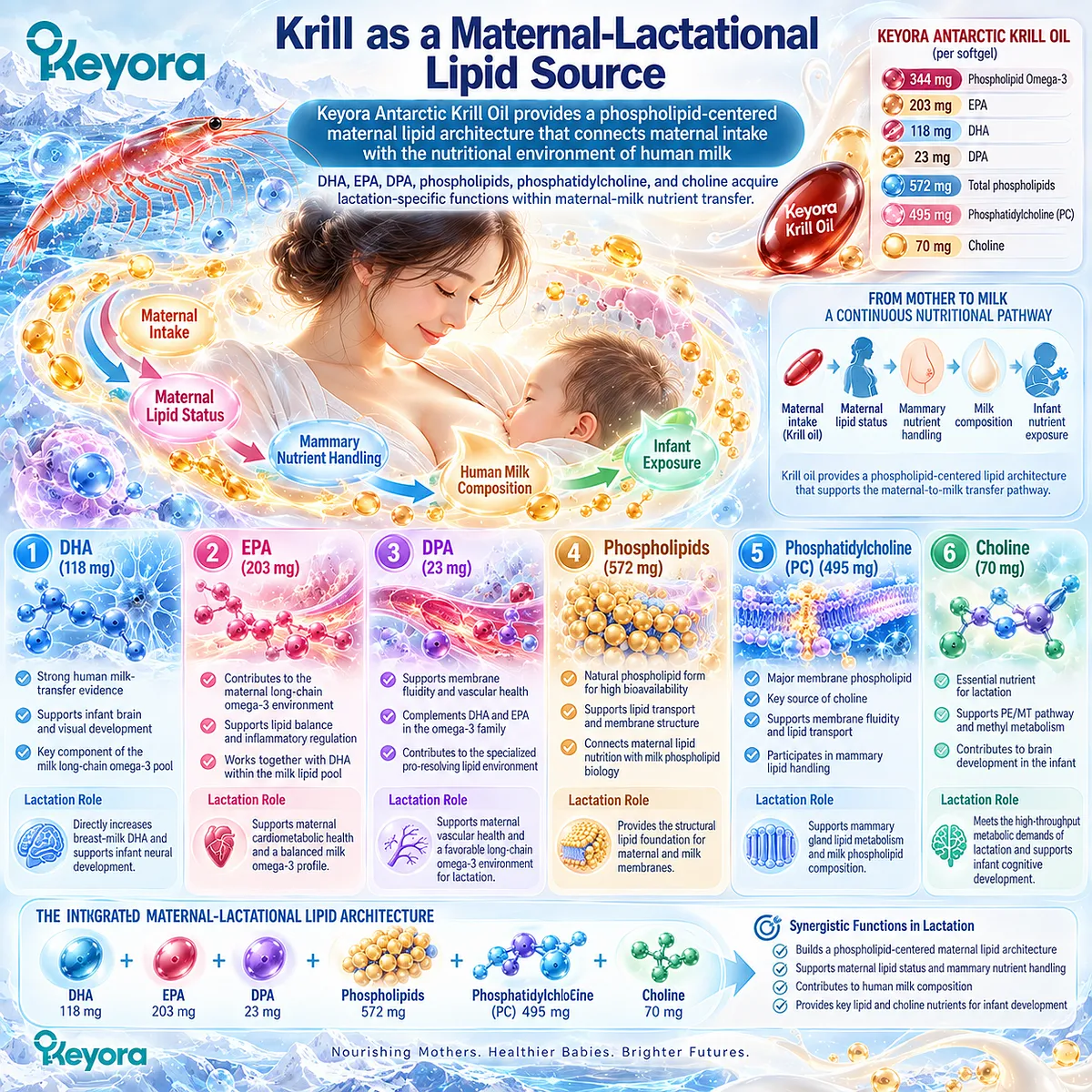 Krill oil lactation nutrition combines phospholipid omega-3, DHA, EPA, DPA, phosphatidylcholine and choline to support maternal-milk lipid transfer in Keyora’s architecture. Krill oil lactation nutrition combines phospholipid omega-3, DHA, EPA, DPA, phosphatidylcholine and choline to support maternal-milk lipid transfer in Keyora’s architecture.