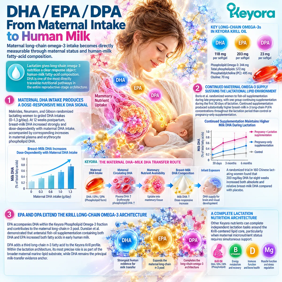 Maternal DHA intake raises breast-milk DHA through circulating and phospholipid DHA, while EPA and DPA extend omega-3 supply in Keyora’s Maternal DHA-Milk DHA Transfer Route. Maternal DHA intake raises breast-milk DHA through circulating and phospholipid DHA, while EPA and DPA extend omega-3 supply in Keyora’s Maternal DHA-Milk DHA Transfer Route.