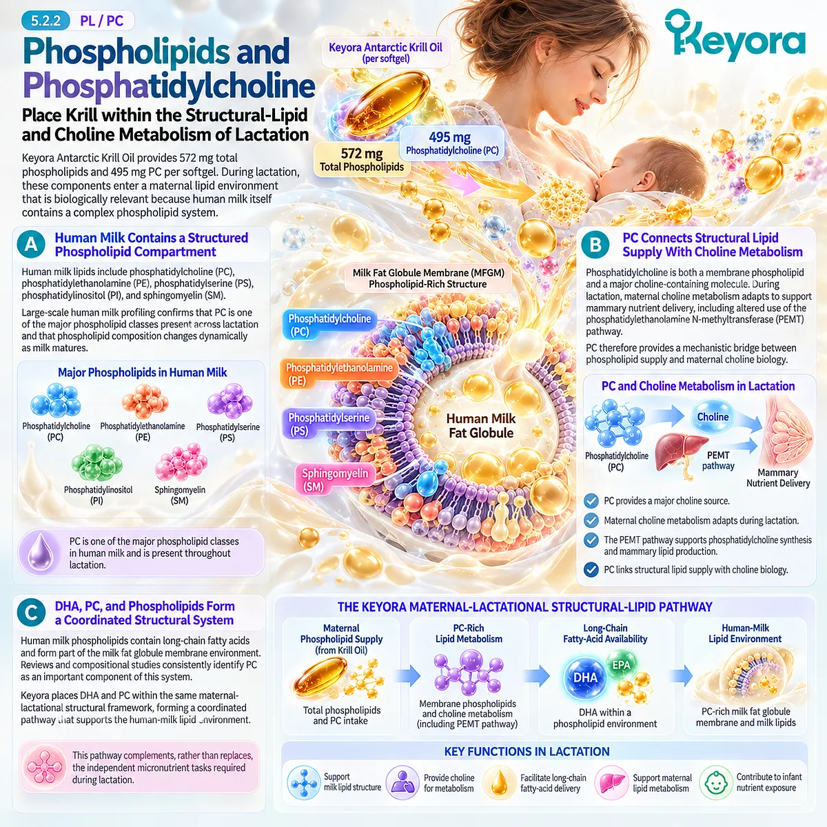 Breast-milk phospholipids link phosphatidylcholine, choline metabolism and DHA with the human-milk lipid environment in Keyora’s maternal-lactational structural framework. Breast-milk phospholipids link phosphatidylcholine, choline metabolism and DHA with the human-milk lipid environment in Keyora’s maternal-lactational structural framework.
