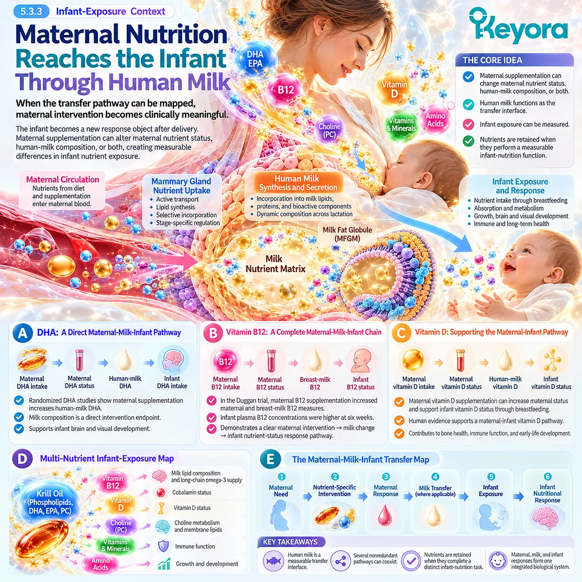 Breastfeeding nutrition links maternal DHA, vitamin B12 and vitamin D with milk transfer and infant nutrient status through Keyora’s Maternal-Milk-Infant Transfer Map. Breastfeeding nutrition links maternal DHA, vitamin B12 and vitamin D with milk transfer and infant nutrient status through Keyora’s Maternal-Milk-Infant Transfer Map.