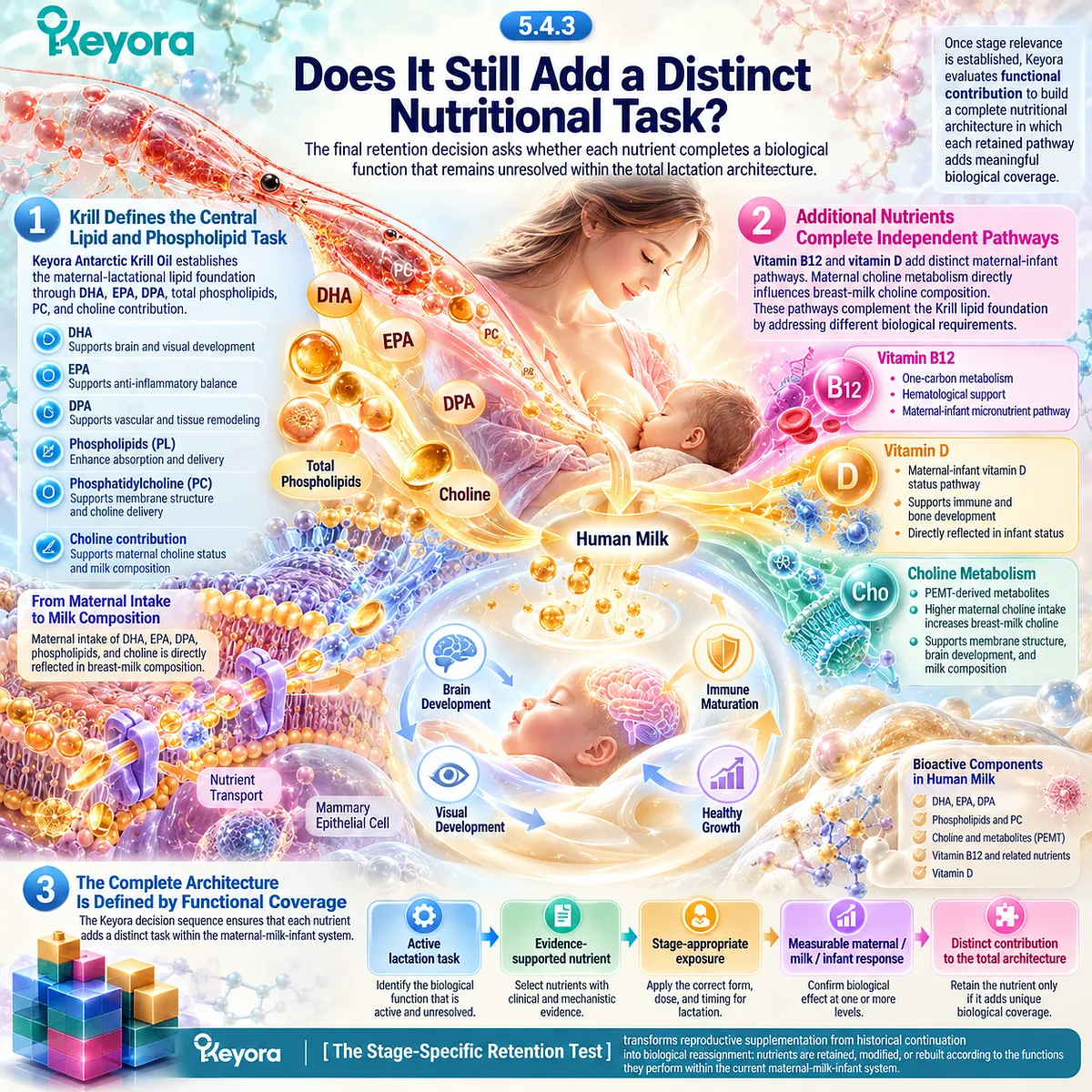 Lactation nutrition combines krill DHA, phospholipids and choline with B12 and vitamin D pathways for distinct maternal-milk tasks in Keyora’s Stage-Specific Retention Test. Lactation nutrition combines krill DHA, phospholipids and choline with B12 and vitamin D pathways for distinct maternal-milk tasks in Keyora’s Stage-Specific Retention Test.