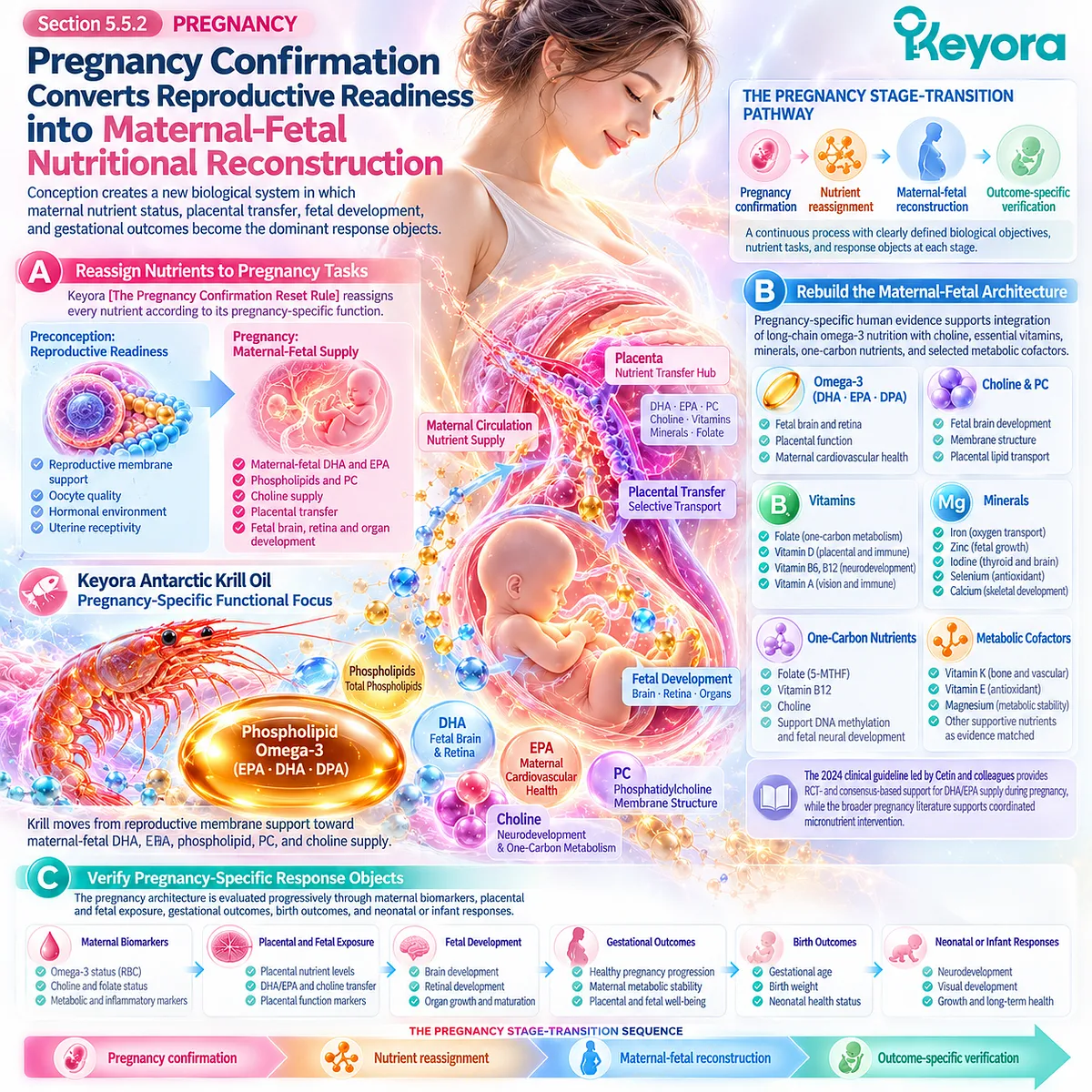 Pregnancy nutrition reassigns DHA, EPA, choline and phospholipids from reproductive readiness to maternal-fetal supply through Keyora’s Pregnancy Confirmation Reset Rule. Pregnancy nutrition reassigns DHA, EPA, choline and phospholipids from reproductive readiness to maternal-fetal supply through Keyora’s Pregnancy Confirmation Reset Rule.