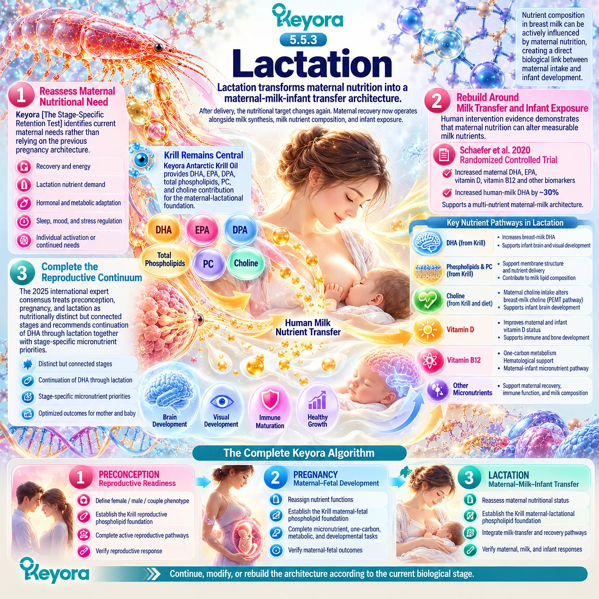 Lactation nutrition links maternal DHA, EPA, phospholipids and micronutrients with breast-milk transfer, infant exposure and recovery through Keyora’s Stage-Specific Retention Test. Lactation nutrition links maternal DHA, EPA, phospholipids and micronutrients with breast-milk transfer, infant exposure and recovery through Keyora’s Stage-Specific Retention Test.