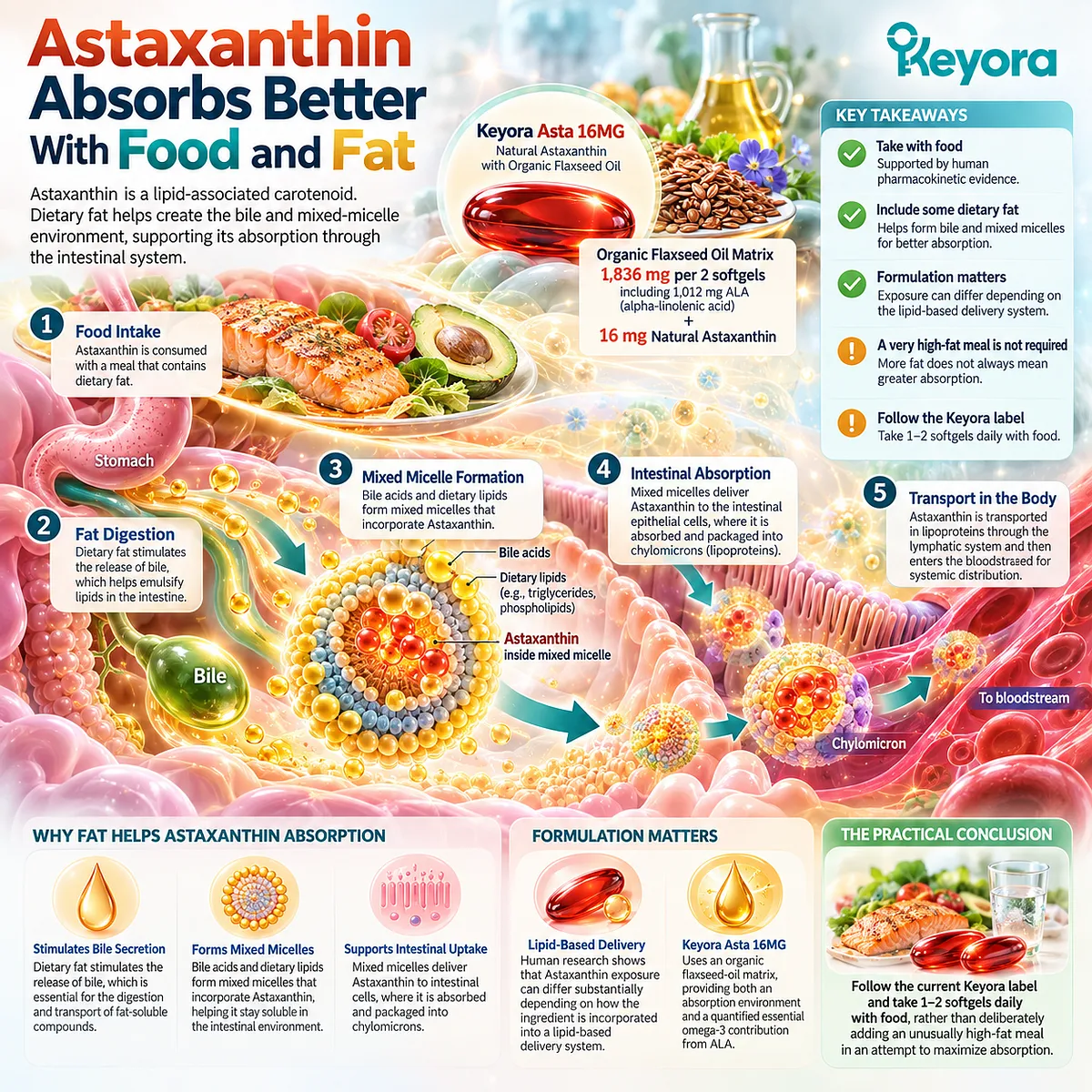 Astaxanthin absorption with food uses bile and mixed-micelle lipid transport, while Keyora Asta 16MG pairs natural astaxanthin with a flaxseed-oil matrix and ALA. Astaxanthin absorption with food uses bile and mixed-micelle lipid transport, while Keyora Asta 16MG pairs natural astaxanthin with a flaxseed-oil matrix and ALA.