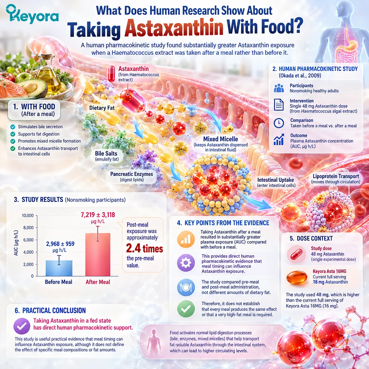 Astaxanthin absorption with food showed higher plasma exposure after a meal in human research, supporting the fed-state guidance framed by the Keyora Astaxanthin Matrix. Astaxanthin absorption with food showed higher plasma exposure after a meal in human research, supporting the fed-state guidance framed by the Keyora Astaxanthin Matrix.